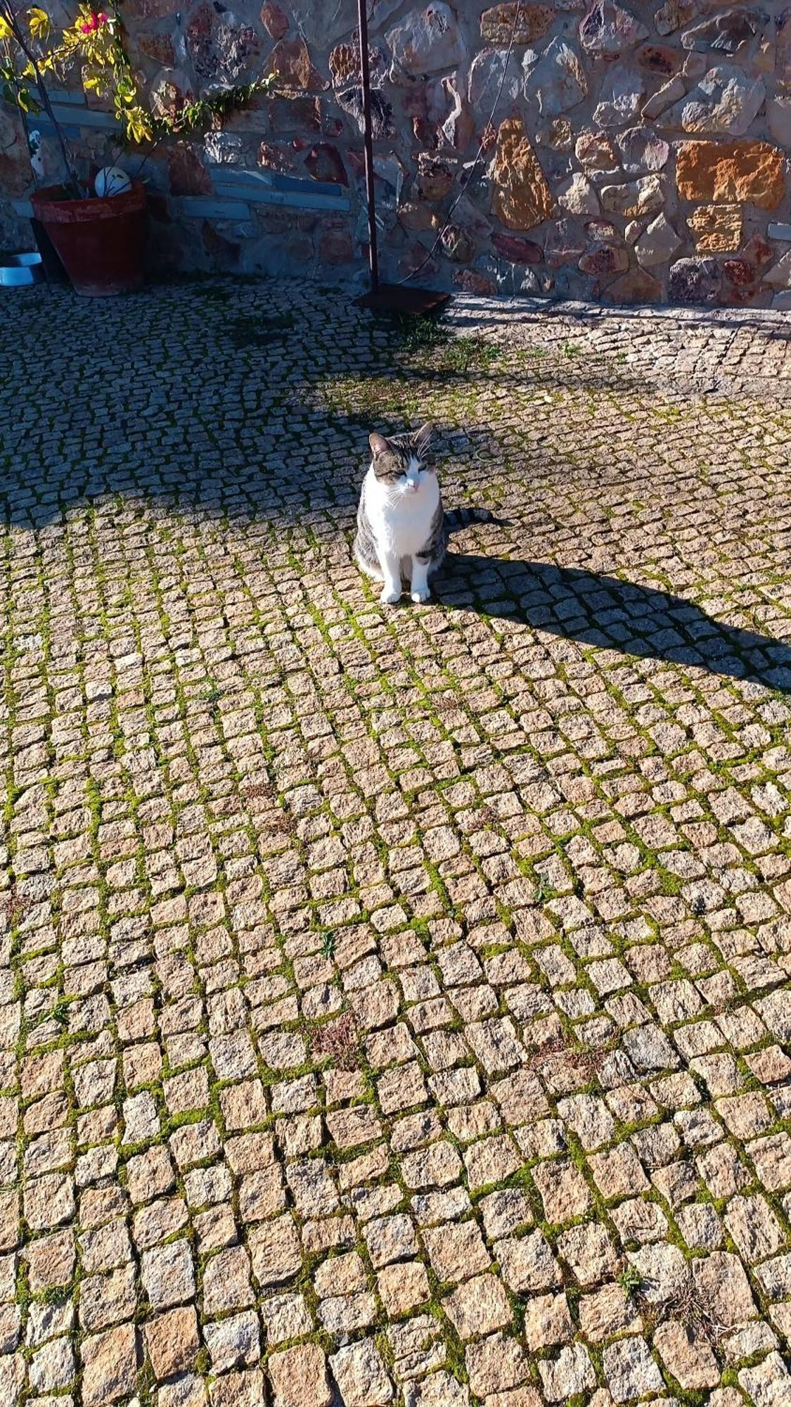 ラ・コドセラ Casa Rural Camino Del Alentejoヴィラ エクステリア 写真
